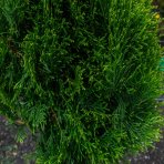 Tuja západná (Thuja occidentalis) ´SMARAGD´ - výška 120-150cm, kont. C18L - GUĽA NA KMIENKU